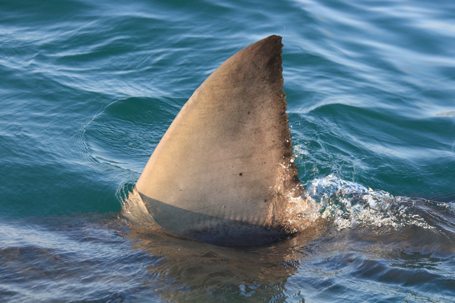 Great White off the Kent Coast – Kent Surf